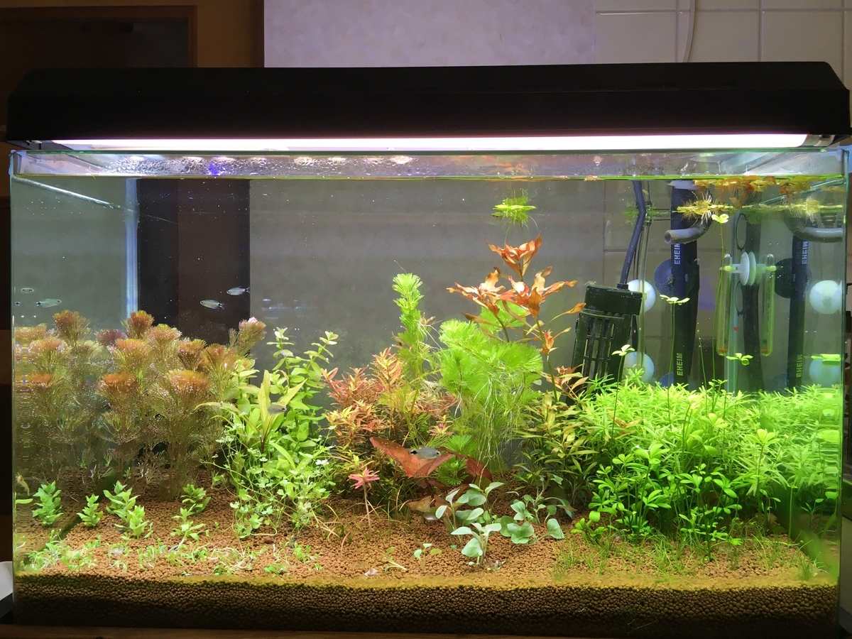 f:id:fotane:20220116200740j:plain