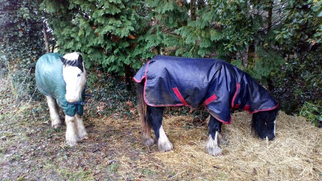 f:id:fotheringay:20201207075023j:image