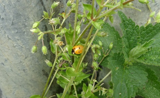 f:id:fotheringay:20210716201241j:image f:id:fotheringay:20210716201241j:image