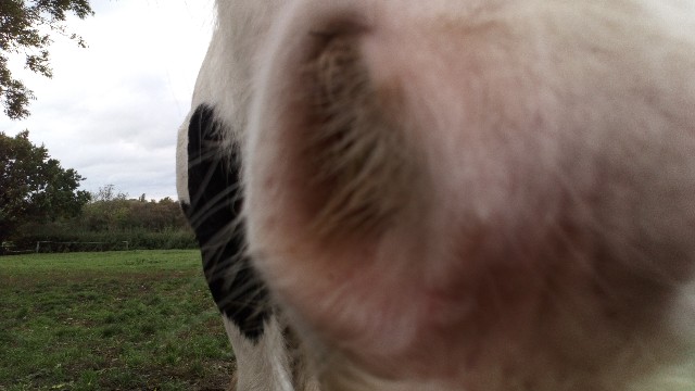 f:id:fotheringay:20211103041833j:image