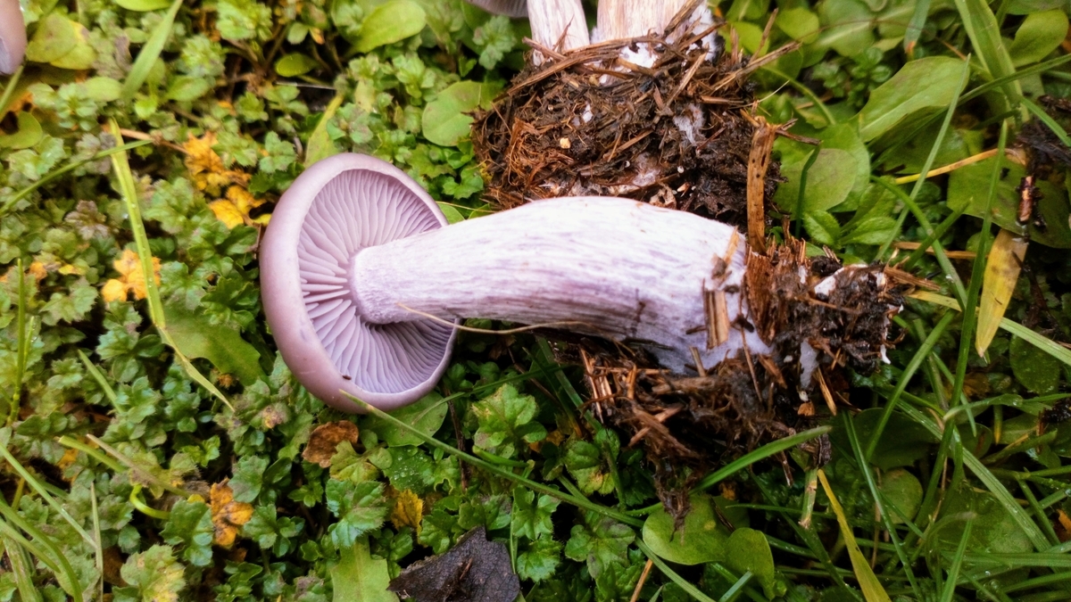 ムラサキシメジ、君は美しい。そして美味 - 暇の向こう側 ～ジプシー