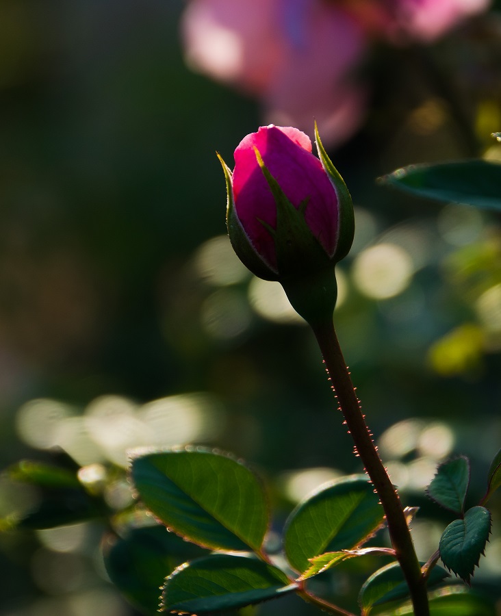 f:id:fotoroman:20161203174710j:plain f:id:fotoroman:20161203174710j:plain