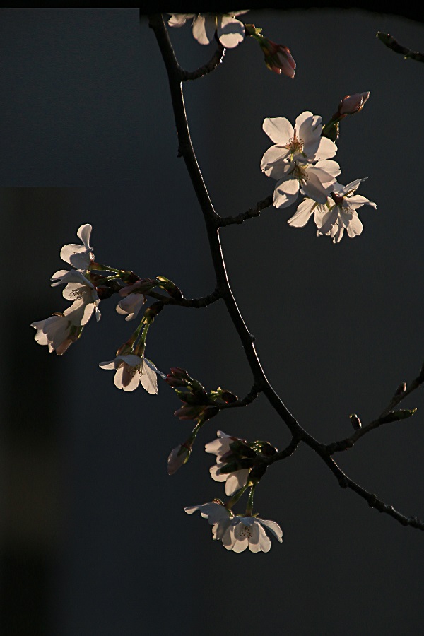f:id:fotoroman:20170408182942j:plain