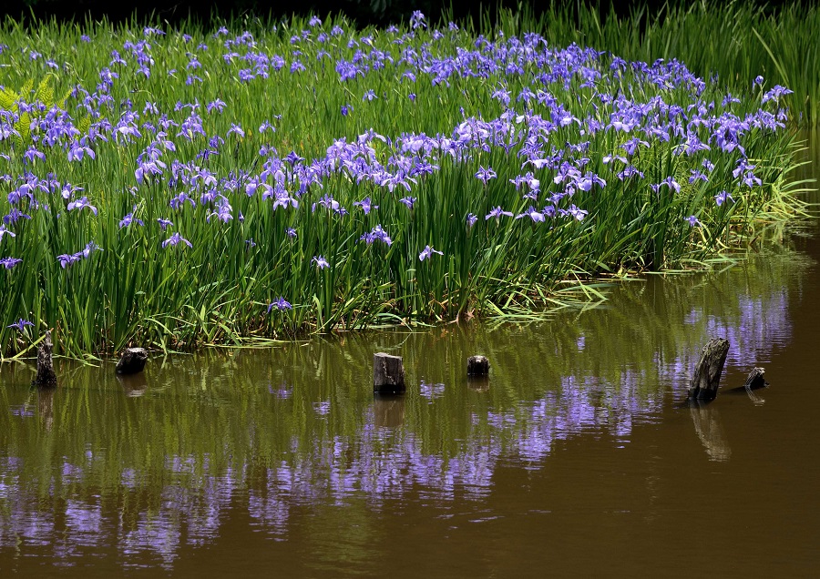 f:id:fotoroman:20170610175005j:plain