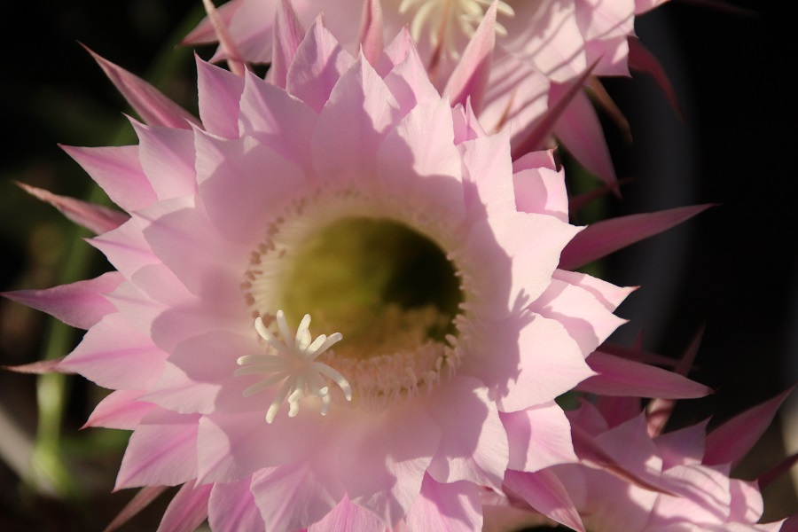 f:id:fotoroman:20170610175556j:plain