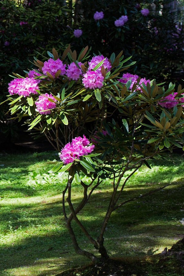 f:id:fotoroman:20170610181040j:plain