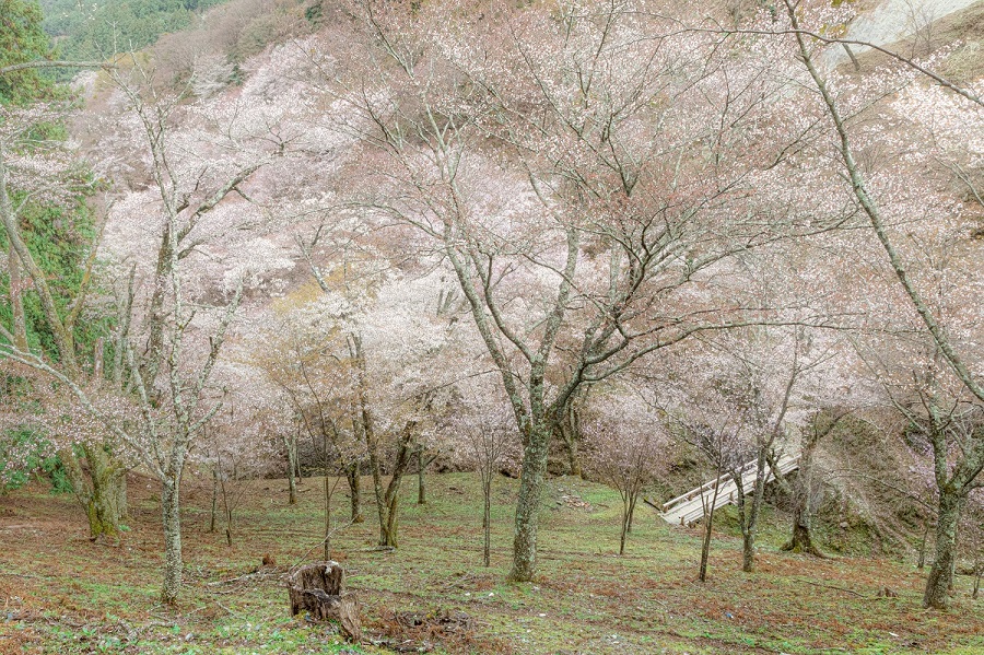 f:id:fotoroman:20200515200459j:plain f:id:fotoroman:20200515200459j:plain