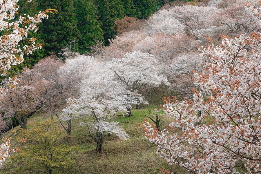 f:id:fotoroman:20200515200535j:plain f:id:fotoroman:20200515200535j:plain