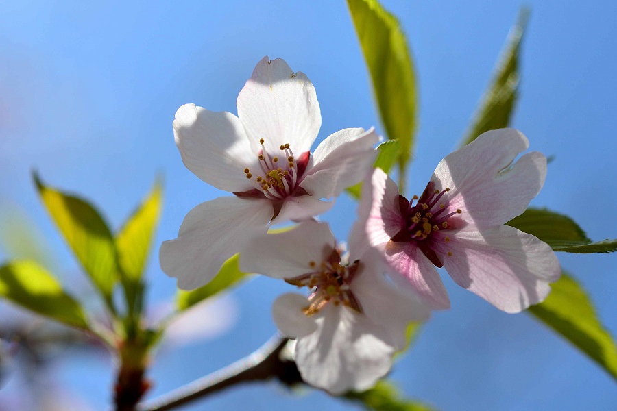 f:id:fotoroman:20200515200729j:plain f:id:fotoroman:20200515200729j:plain