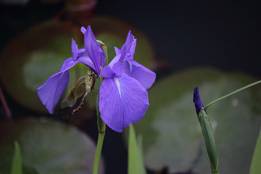 f:id:fotoroman:20200515200946j:plain f:id:fotoroman:20200515200946j:plain