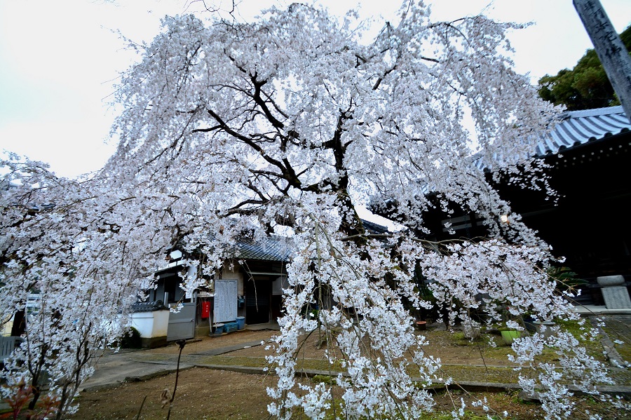 f:id:fotoroman:20200515201924j:plain f:id:fotoroman:20200515201924j:plain