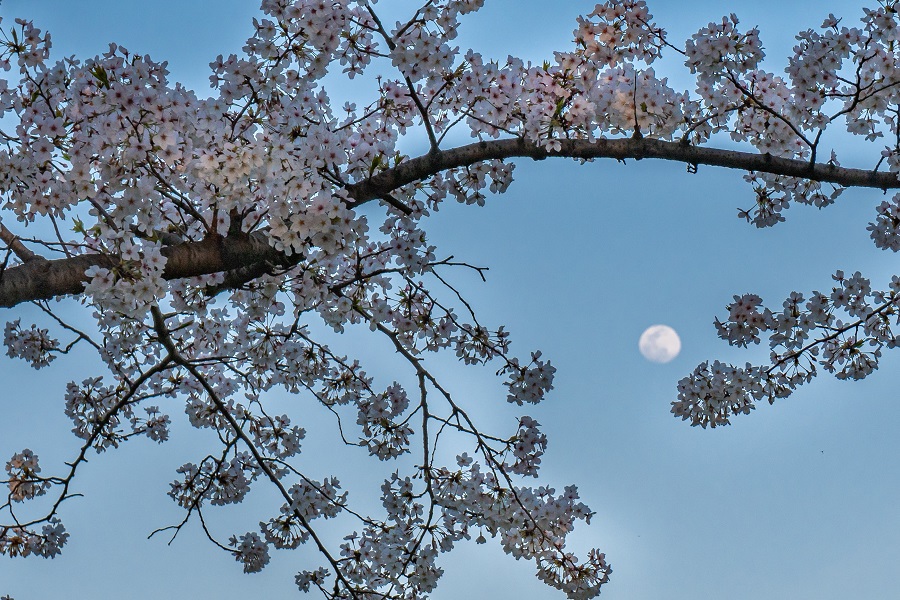 f:id:fotoroman:20200515202414j:plain f:id:fotoroman:20200515202414j:plain