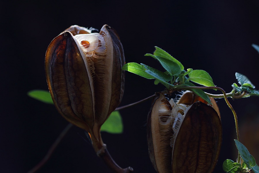 f:id:fotoroman:20210109200948j:plain