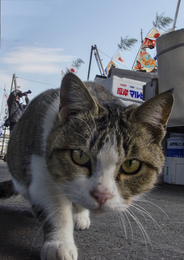 f:id:fotoroman:20210109201208j:plain