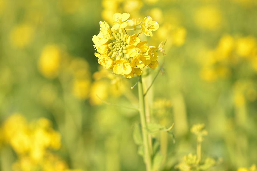 f:id:fotoroman:20210114162637j:plain