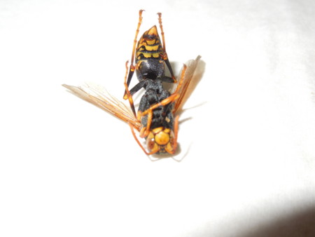 20140416030843