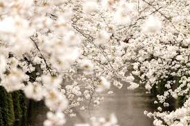 f:id:fouresourire:20200404223130j:plain f:id:fouresourire:20200404223130j:plain