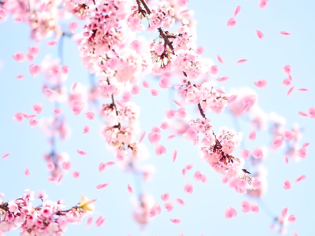 f:id:fouresourire:20200411231244j:plain