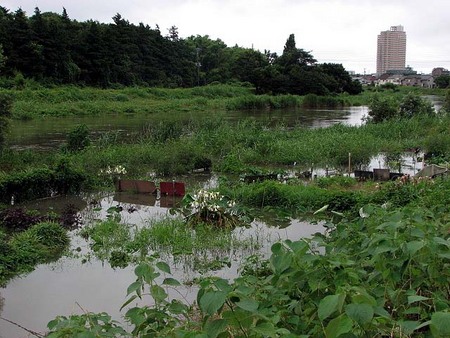 台風4号後の元荒川