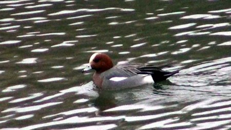f:id:fourvalley:20100224201156j:image