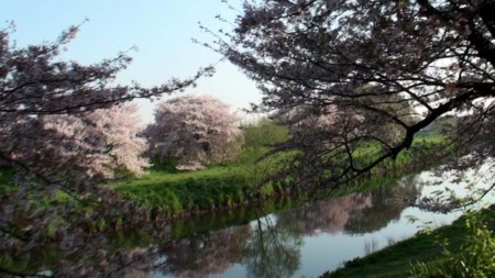 対岸の桜