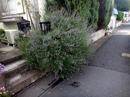 f:id:fourvalley:20160624051303j:image