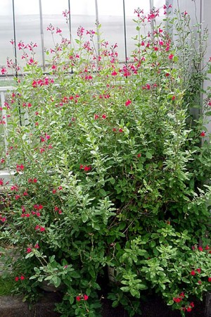 f:id:fourvalley:20160707052809j:image