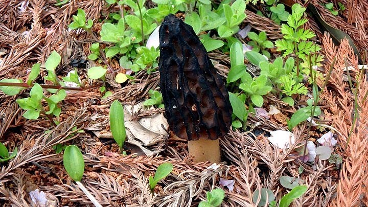 f:id:fourvalley:20190428144607j:plain