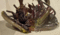 f:id:fox_zero:20130630200339j:image:small:left f:id:fox_zero:20130630200339j:image:small:left