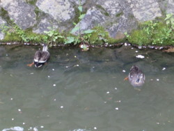 f:id:fp-3:20100430121952j:image