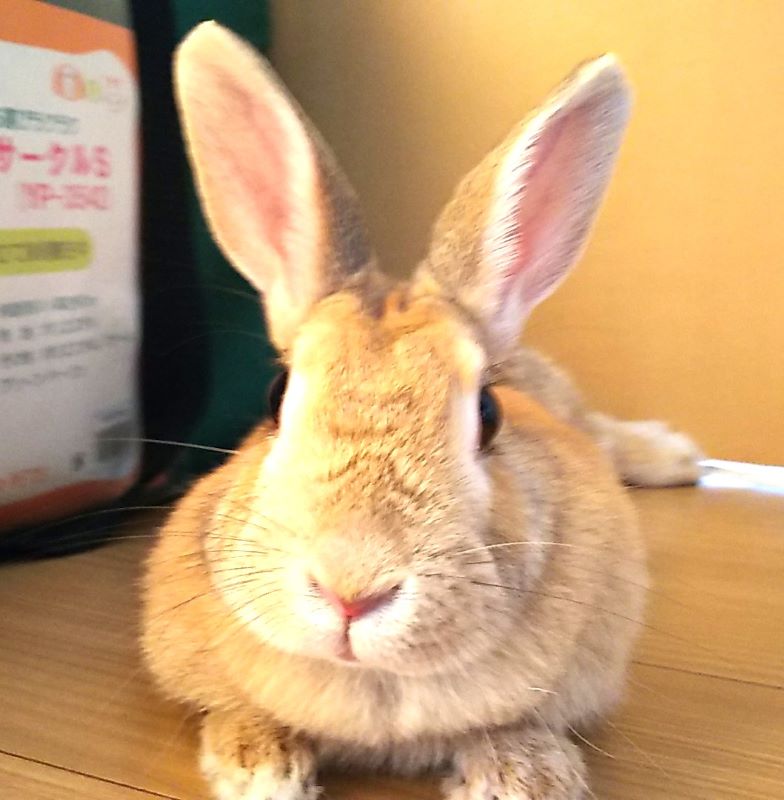 f:id:fp-maruko:20210307131050j:plain