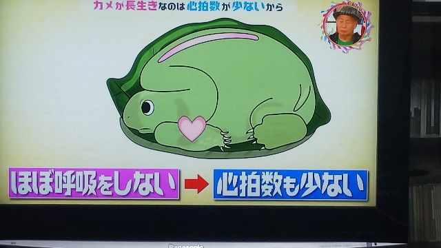 生き物の脈拍と寿命 独立ｆｐの独白ブログ