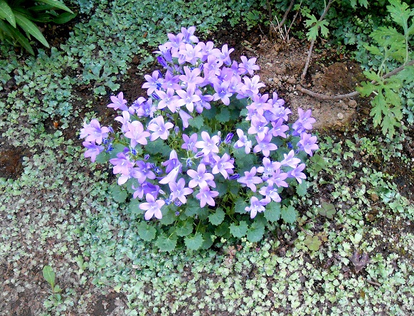 f:id:fpd:20200515204231j:plain f:id:fpd:20200515204231j:plain