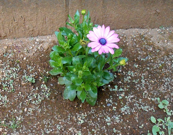 f:id:fpd:20200515204252j:plain f:id:fpd:20200515204252j:plain