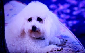 f:id:fpd:20210530094232j:plain