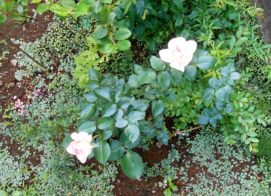 f:id:fpd:20210608200047j:plain