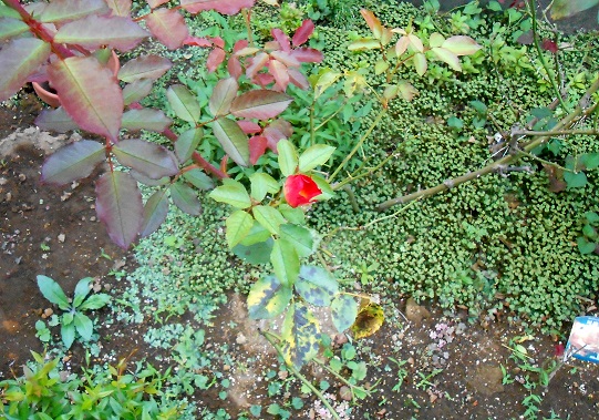 f:id:fpd:20210608200128j:plain