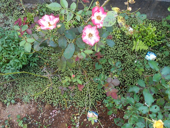 f:id:fpd:20210608200202j:plain