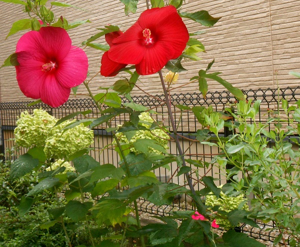 f:id:fpd:20210715084208j:plain