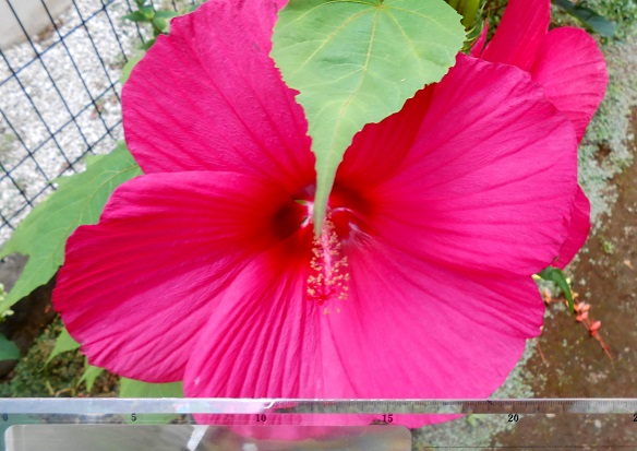 f:id:fpd:20210715120551j:plain