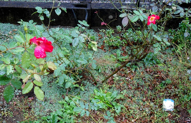 f:id:fpd:20211013225649j:plain