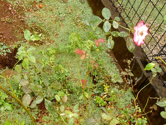 f:id:fpd:20211013225726j:plain