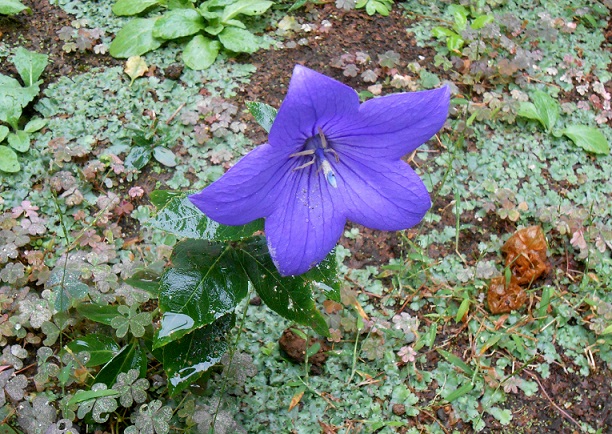 f:id:fpd:20211013225737j:plain