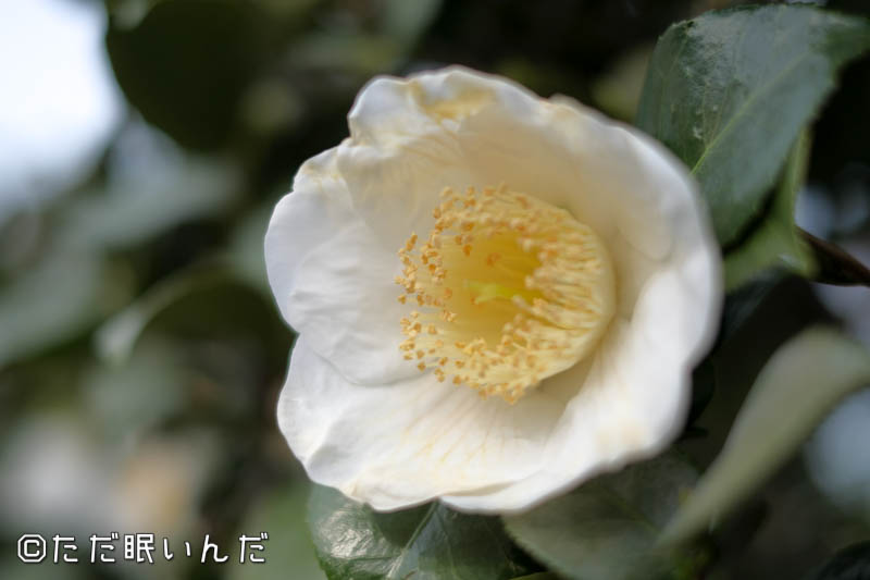 f:id:fphantom:20180402014258j:plain