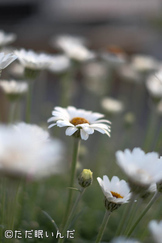 f:id:fphantom:20180402014317j:plain