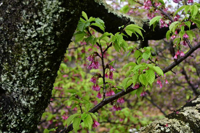 花の山里 樗木集落 2026/03/03(鹿児島) - 花浄土鹿児島