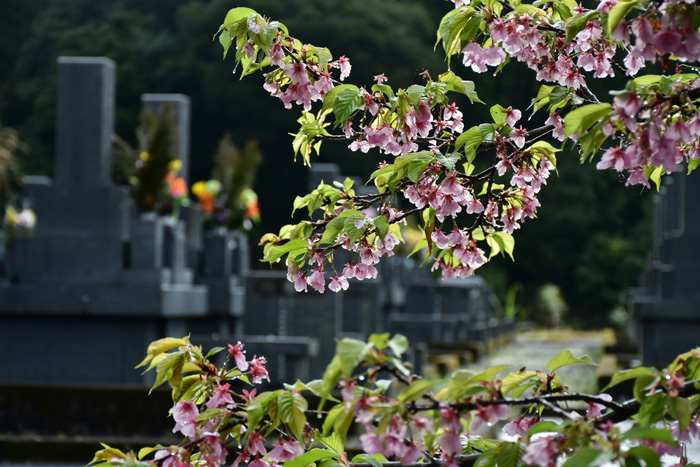 花の山里 樗木集落 2026/03/03(鹿児島) - 花浄土鹿児島