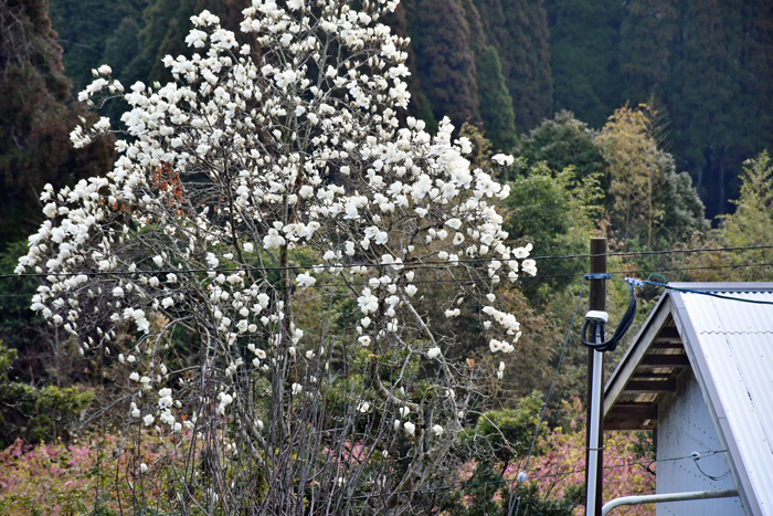 花の山里 樗木集落 2026/03/03(鹿児島) - 花浄土鹿児島