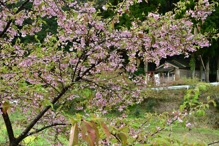 花の山里 樗木集落 2026/03/03(鹿児島) - 花浄土鹿児島