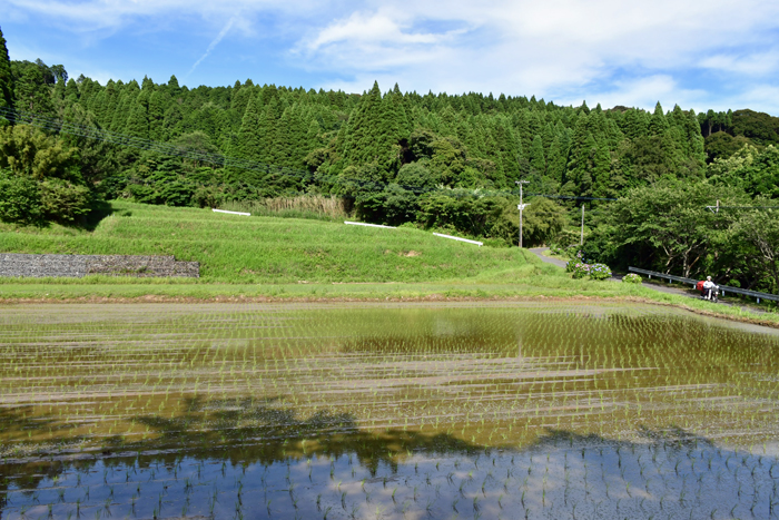 花の山里 樗木のアジサイ 2026/06/12(鹿児島) - 花浄土鹿児島